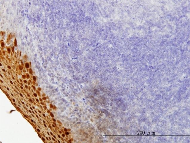 Monoclonal Anti-SPRR3 antibody produced in mouse