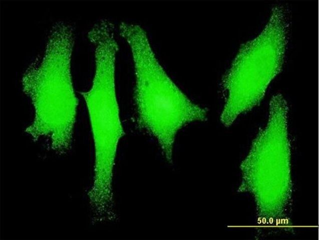 Monoclonal Anti-LMO1 antibody produced in mouse