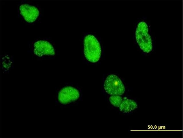 Monoclonal Anti-CPSF6 antibody produced in mouse