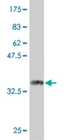 Monoclonal Anti-COQ3 antibody produced in mouse