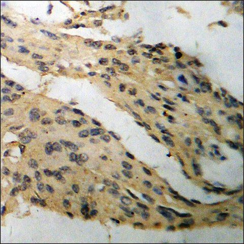 Anti-phospho-Tau (pSer<sup>396</sup>) antibody produced in rabbit
