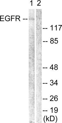 Anti-EGFR antibody produced in rabbit