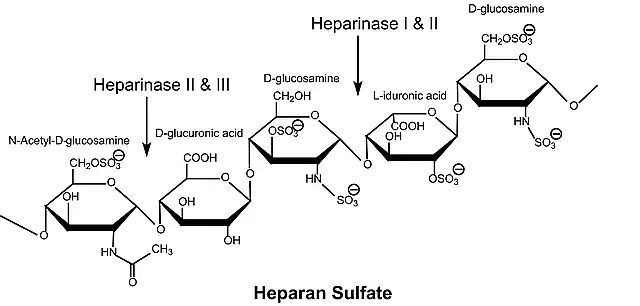 Heparinase I from <i>Flavobacterium heparinum</i>