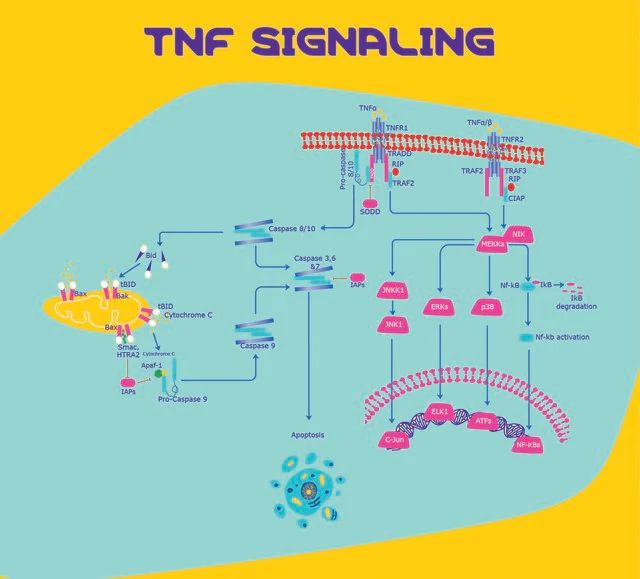 Tumor Necrosis Factor-α human