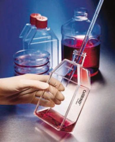 Corning<sup>®</sup> CellBIND<sup>®</sup> Surface cell culture flasks