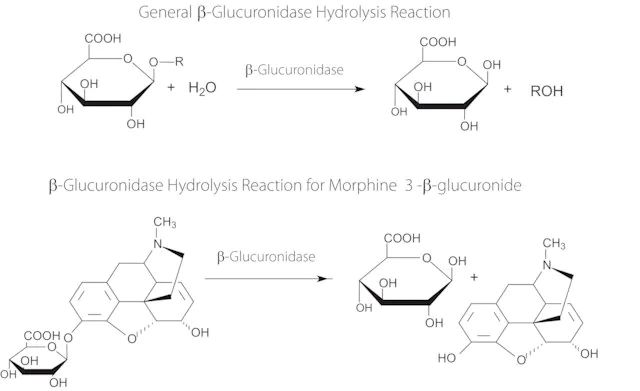β-Glucuronidase from <i>Escherichia coli</i>