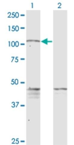 Monoclonal Anti-PCDHGC5 antibody produced in mouse