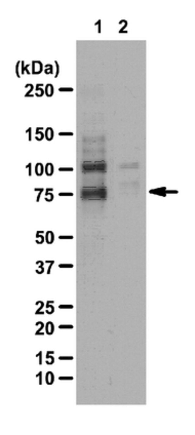 Anti-phospho-WAVE2 (Ser343) Antibody