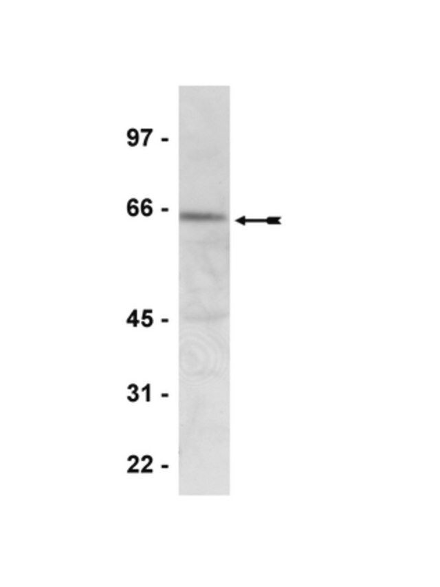 Anti-phospho-AMPK α (Thr172) Antibody