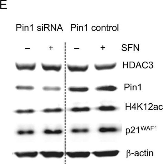 Anti-Pin1 Antibody