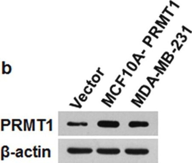 Anti-PRMT1 Antibody
