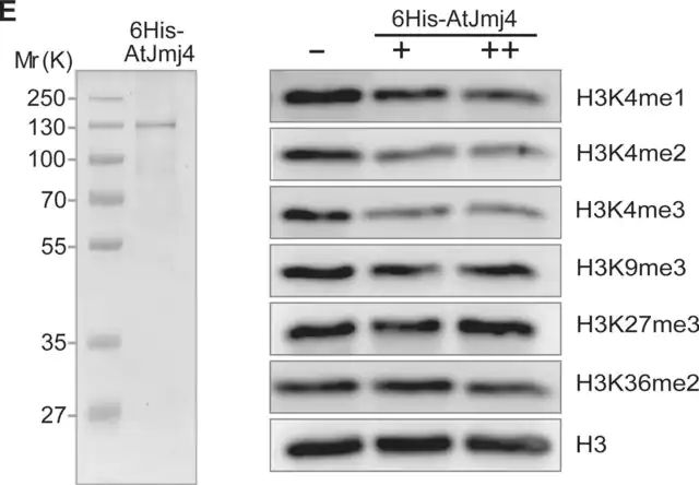 Anti-trimethyl-Histone H3 (Lys9) Antibody