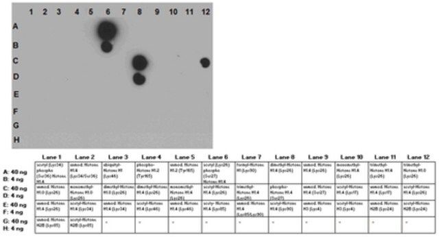 Anti-acetyl (Lys26) phospho (Ser27) Histone H1.4 Antibody