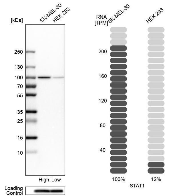 Anti-STAT1 antibody produced in rabbit