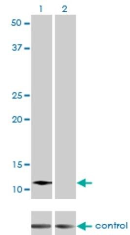 Monoclonal Anti-ACYP2 antibody produced in mouse