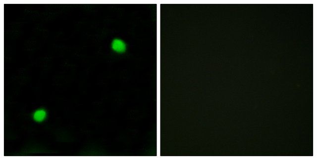 Anti-Histone H2AX  antibody produced in rabbit