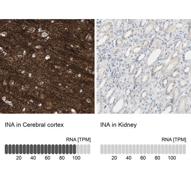 Anti-INA antibody produced in rabbit