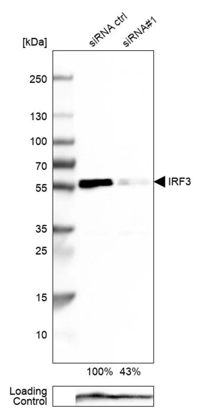 Anti-IRF3 antibody produced in rabbit