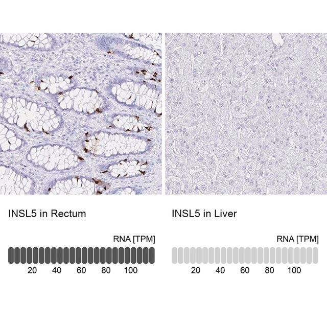 Anti-INSL5 antibody produced in rabbit