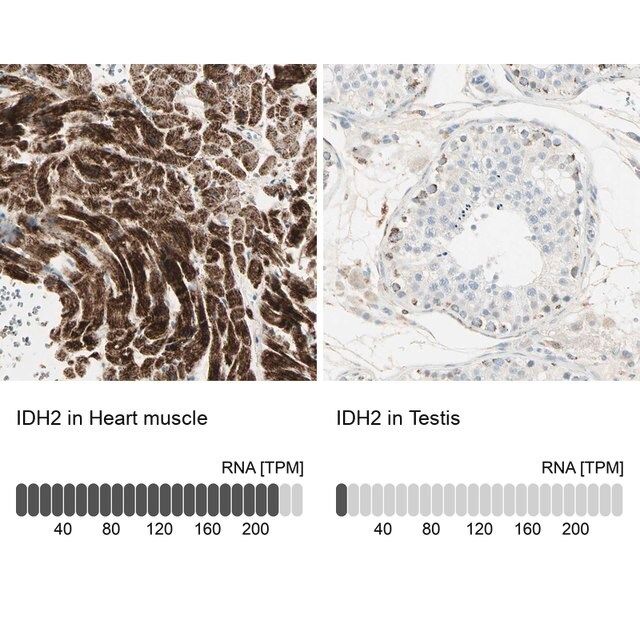 Anti-IDH2 antibody produced in rabbit