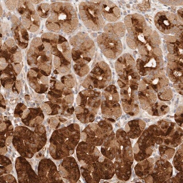 Anti-INTS11 antibody produced in rabbit