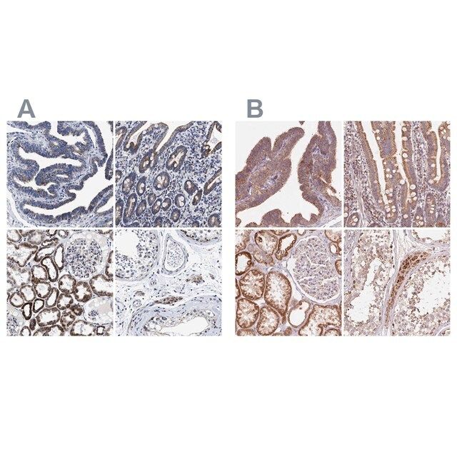 Anti-HINT2 antibody produced in rabbit