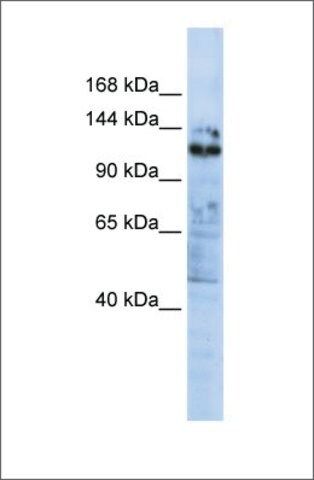 Anti-ZNF451
