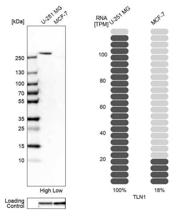 Anti-TLN1 antibody produced in rabbit