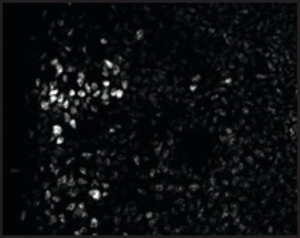 Anti-ZEB2 antibody produced in rabbit