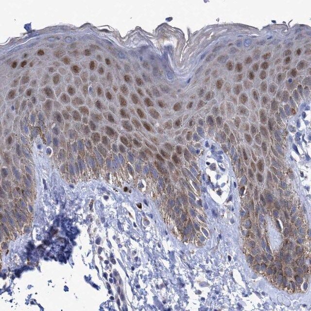 Anti-ZNF750 antibody produced in rabbit