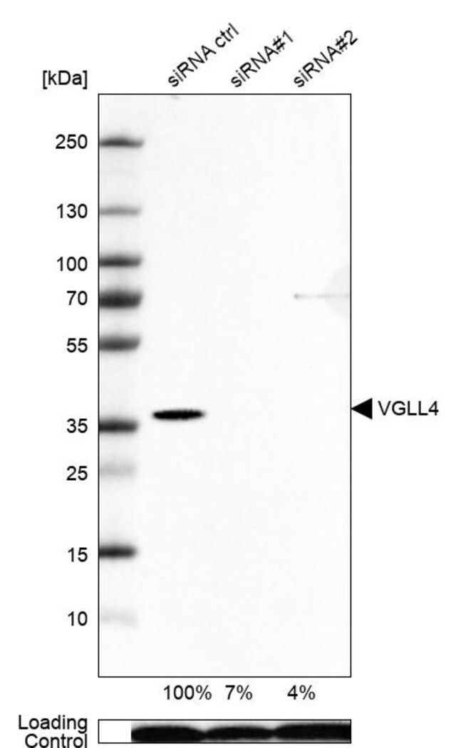 Anti-VGLL4 antibody produced in rabbit