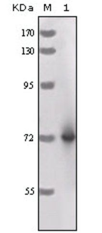 Monoclonal Anti-HRP antibody produced in mouse