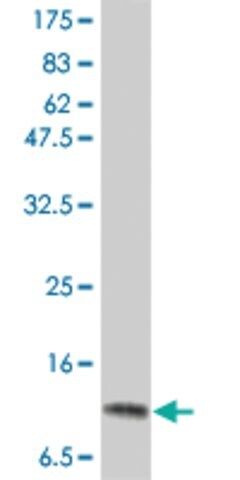 Monoclonal Anti-IL2, (C-terminal) antibody produced in mouse