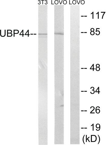 Anti-USP44 antibody produced in rabbit
