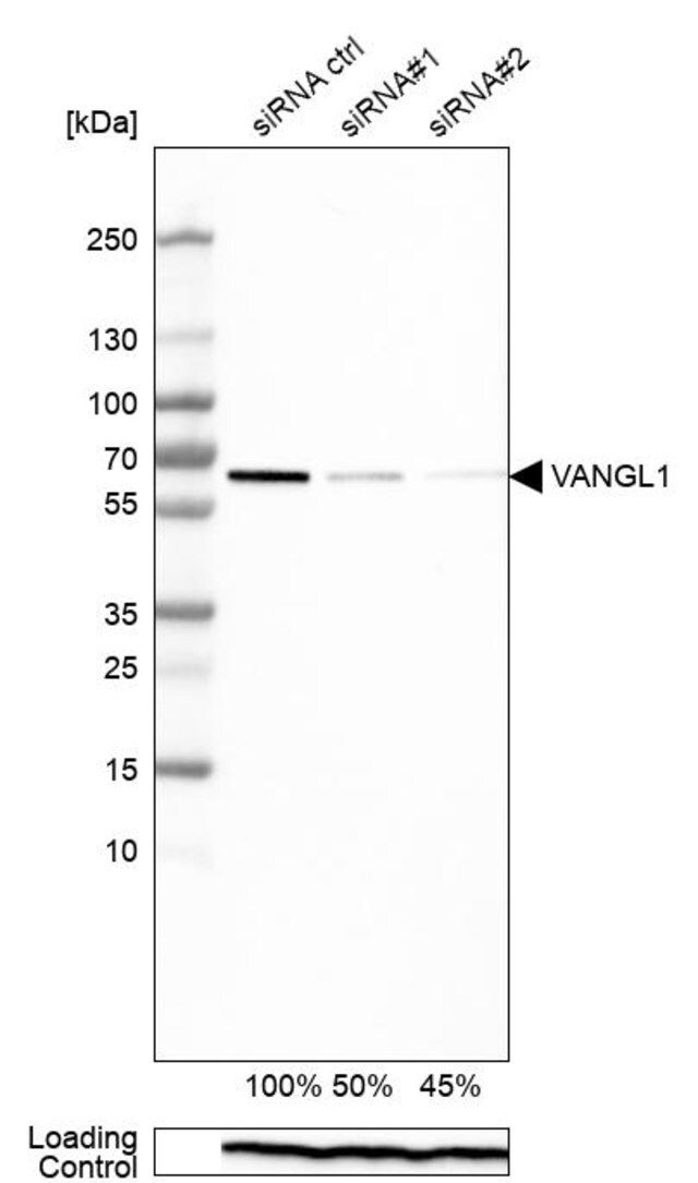 Monoclonal Anti-VANGL1 antibody produced in mouse