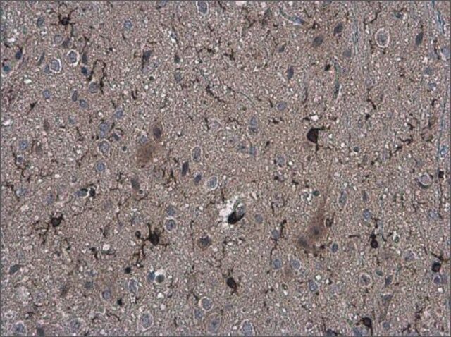 Monoclonal Anti-Iba1 antibody produced in mouse
