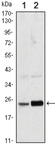 Monoclonal Anti-RAB10 antibody produced in mouse