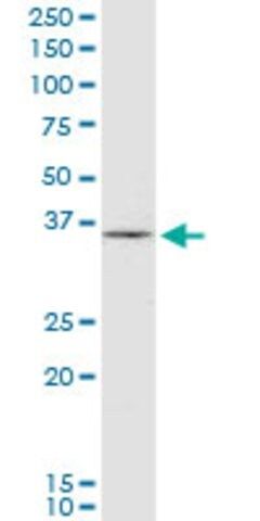 Monoclonal Anti-HHEX antibody produced in mouse