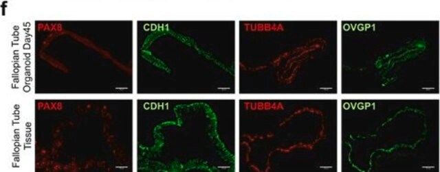 Anti-OVGP1 antibody produced in rabbit