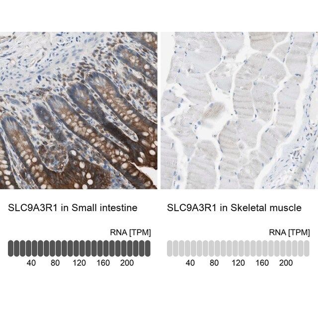 Anti-SLC9A3R1 antibody produced in rabbit