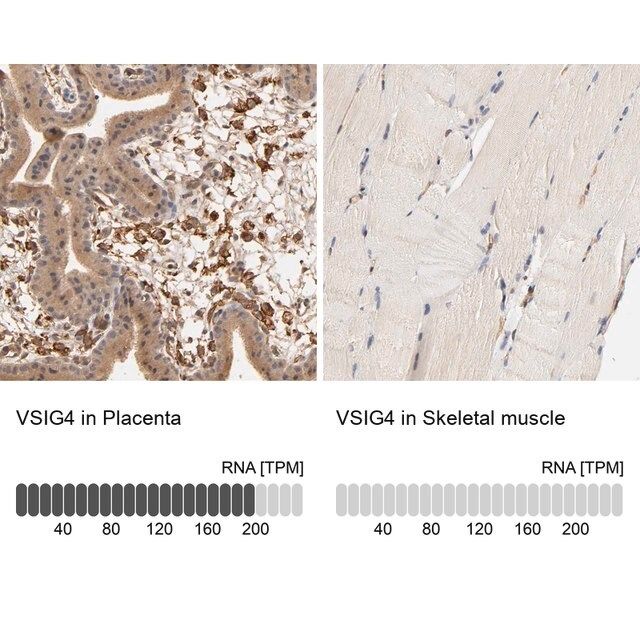 Anti-VSIG4 antibody produced in rabbit