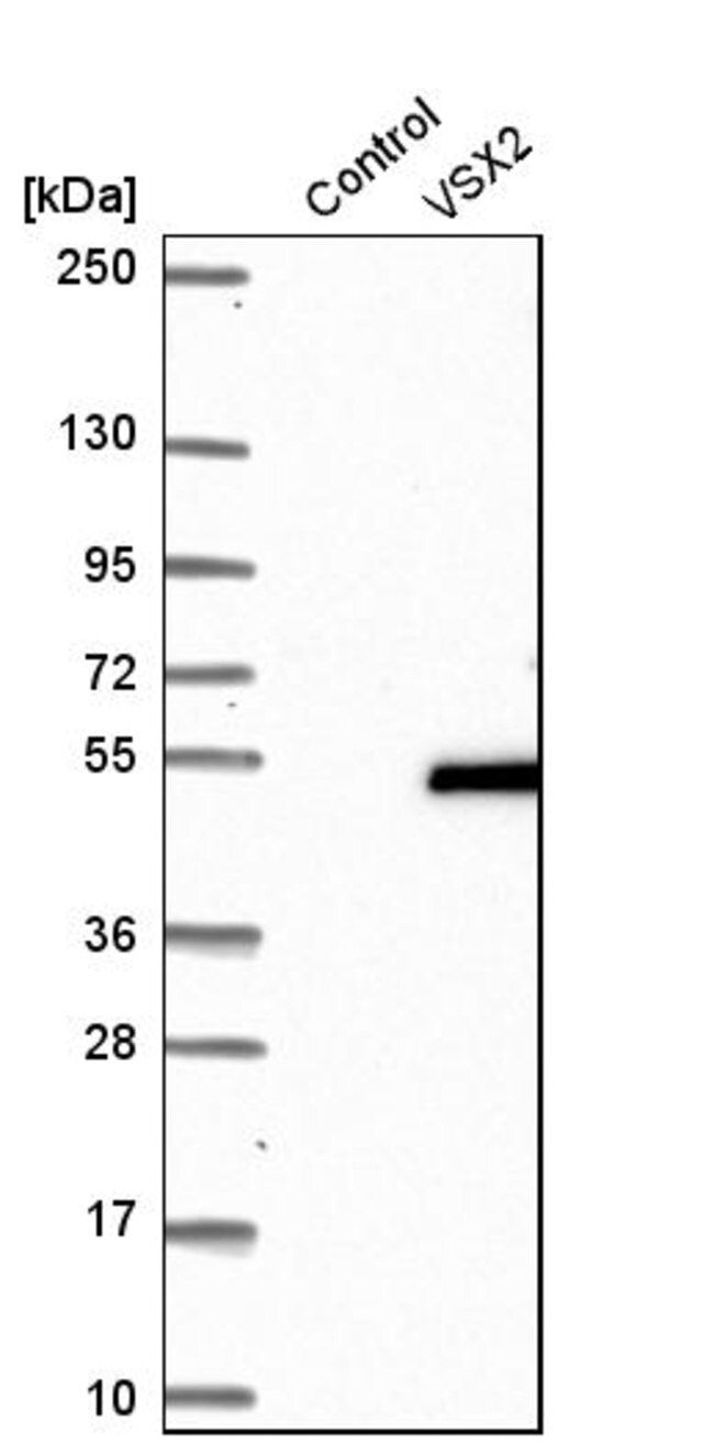Anti-VSX2 antibody produced in rabbit