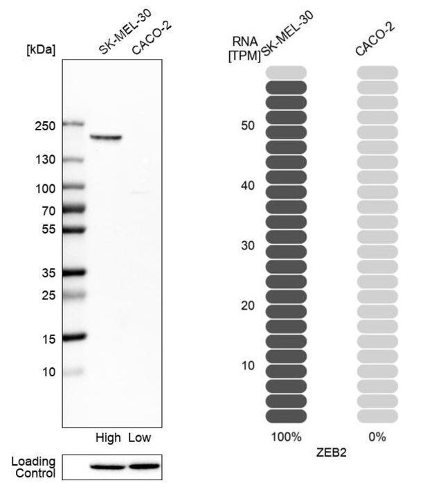 Anti-ZEB2 antibody produced in rabbit