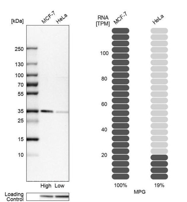 Anti-MPG antibody produced in rabbit