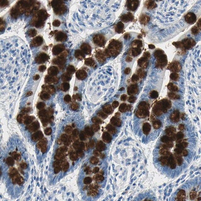 Anti-MUC4 antibody produced in rabbit
