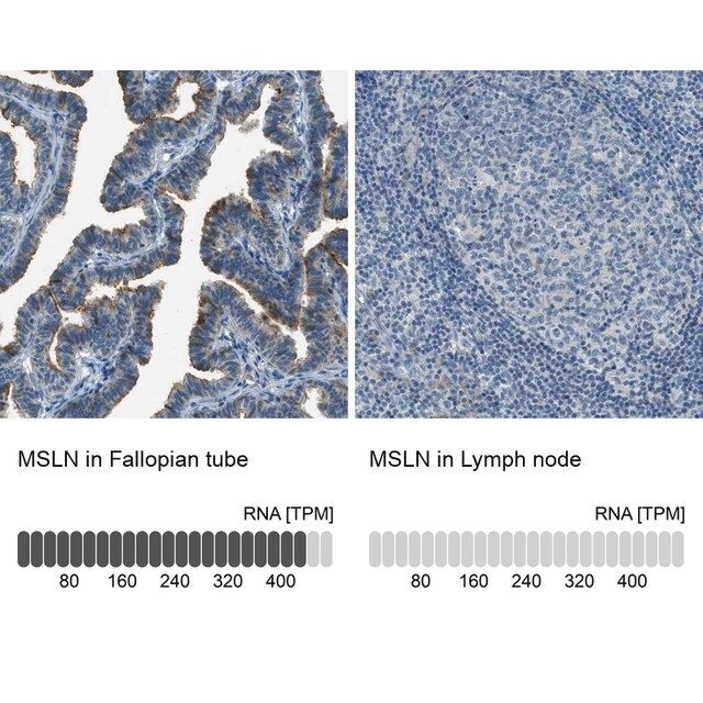 Anti-MSLN antibody produced in rabbit