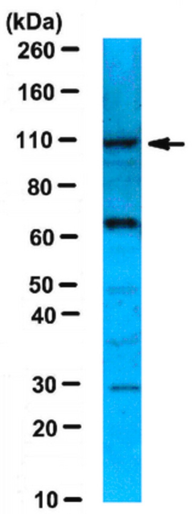 Anti-MYSM1/2A-DUB Antibody