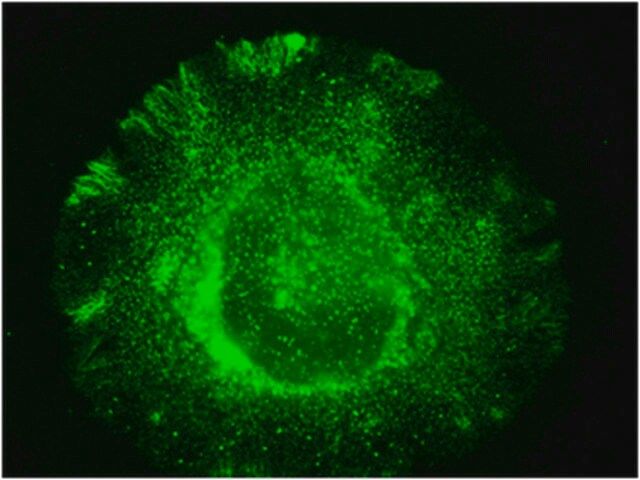 Anti-NOX4 Antibody