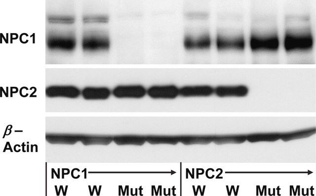 Anti-NPC2 antibody produced in rabbit