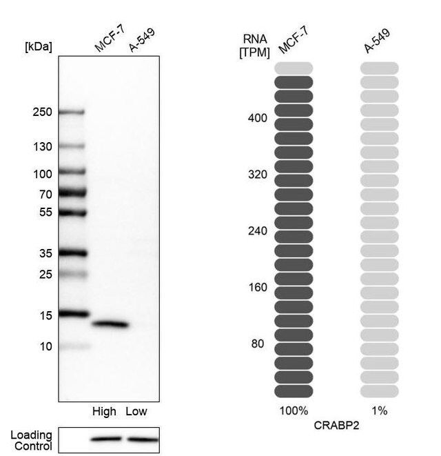 Anti-CRABP2 antibody produced in rabbit